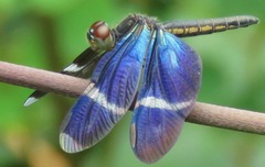 Zenithoptera lanei