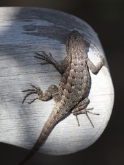 Sceloporus occidentalis