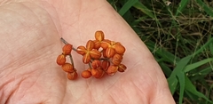 Dinosperma erythrococcum