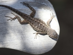 Sceloporus occidentalis