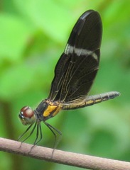 Zenithoptera lanei