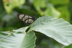 Methona confusa psamathe