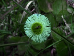 Erigeron procumbens