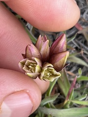 Allium scilloides
