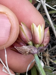 Allium scilloides