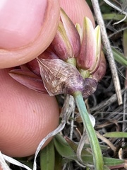 Allium scilloides