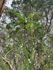 Deplanchea tetraphylla