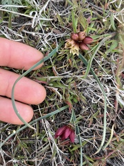 Allium scilloides