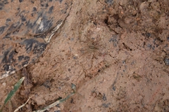 Pardosa pseudoannulata