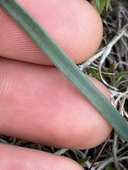 Allium scilloides
