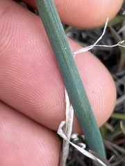 Allium scilloides