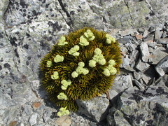 Aciphylla dobsonii