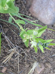 Basananthe sandersonii