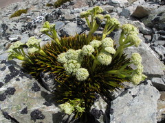 Aciphylla dobsonii