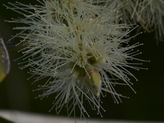 Melaleuca acacioides