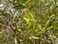 Melaleuca acacioides
