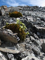 Aciphylla dobsonii