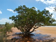Melaleuca acacioides