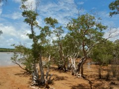 Melaleuca acacioides