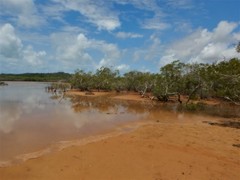 Melaleuca acacioides