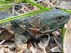 Cachryx alfredschmidti