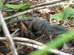 Cachryx alfredschmidti