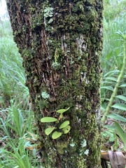 Bulbophyllum baileyi