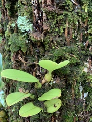 Bulbophyllum baileyi