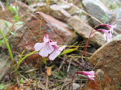 Lobelia linnaeoides