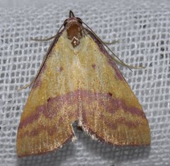 Phytometra rhodarialis