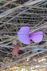 Tephrosia macropoda