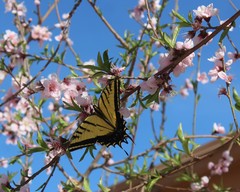 Papilio multicaudata