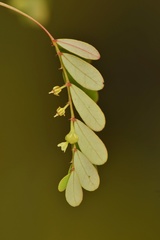 Image of Phyllanthus pentaphyllus
