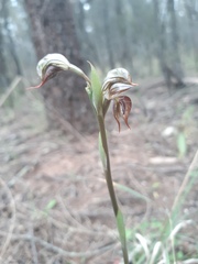Pterostylis lingua