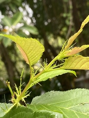 Prunus × lannesiana