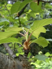 Prunus × lannesiana