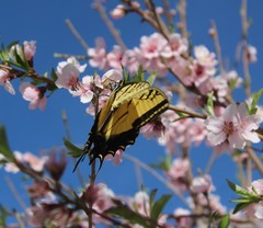 Papilio multicaudata