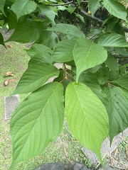 Prunus × lannesiana