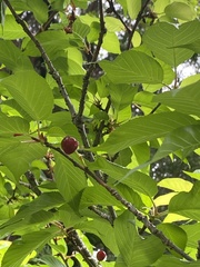 Prunus × lannesiana