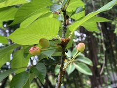Prunus × lannesiana