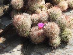 Mammillaria mazatlanensis