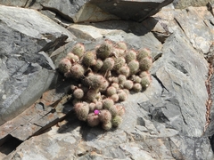 Mammillaria mazatlanensis