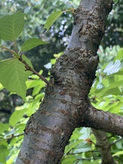 Prunus × lannesiana