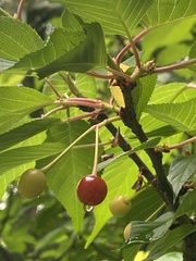 Prunus × lannesiana