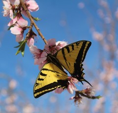 Papilio multicaudata