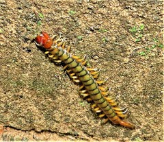 Scolopendra morsitans