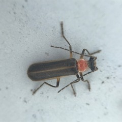 Podabrus quadratus
