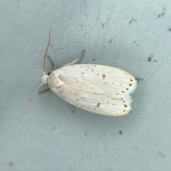 Durrantia piperatella