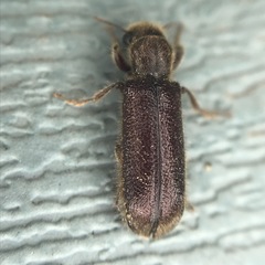 Melalgus plicatus