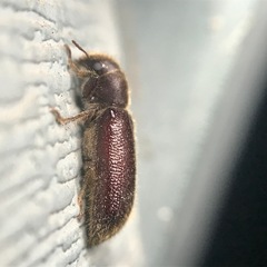 Melalgus plicatus